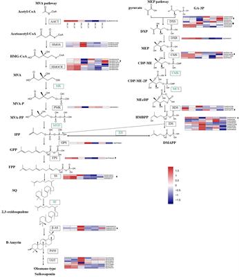 Differential Expression of Genes Involved in Saikosaponin Biosynthesis Between Bupleurum chinense DC. and Bupleurum scorzonerifolium Willd